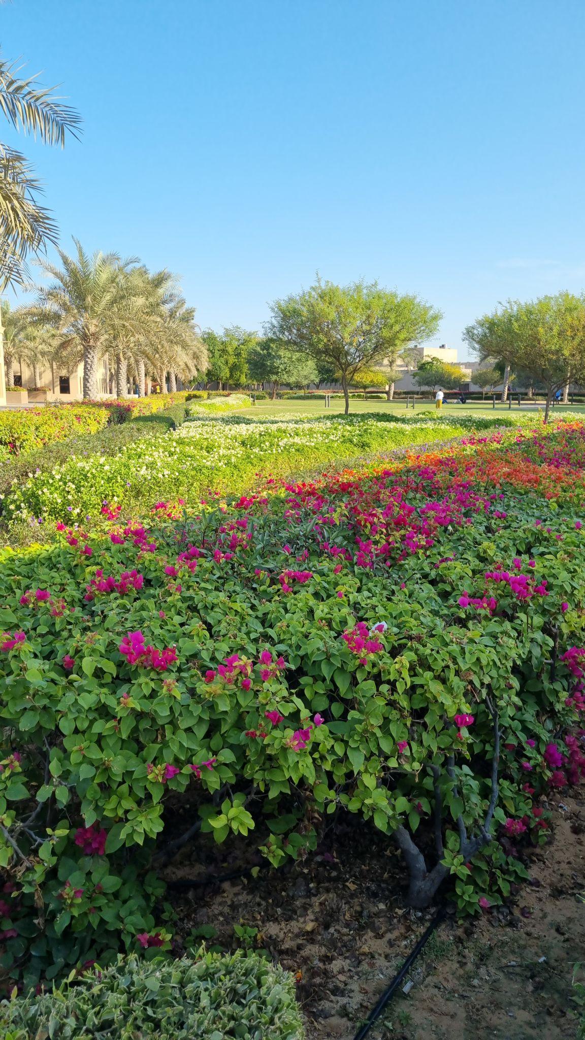 Can a Plant Live Without Flowers? Understanding the Role of Flowers in Plant Life